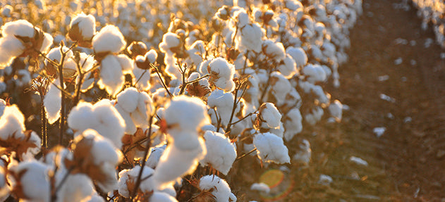 Is organic cotton actually that sustainable?